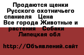 Продаются щенки Русского охотничьего спаниеля › Цена ­ 25 000 - Все города Животные и растения » Собаки   . Липецкая обл.